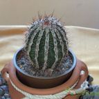 Collecion de cactusorgano