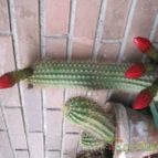 Collecion de calapanizo
