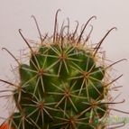 Collecion de caledabru