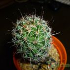 Collecion de caledabru