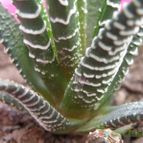 Collecion de candelazo