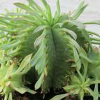 Euphorbia pulvinata 