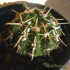 Collecion de cardon7