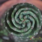 Cereus forbesii f. spiraliforme