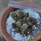 Collecion de cariocactus