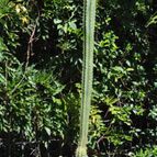 Collecion de cariocactus