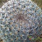 Collecion de carlins