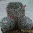Collecion de carlins