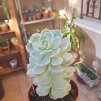 Collecion de carlospontii