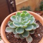 Collecion de carlospontii