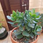 Collecion de carlospontii