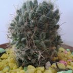 Collecion de carpaz
