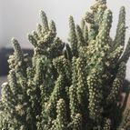 Collecion de cecicov