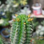 Collecion de cecilia