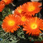 Collecion de cecilia