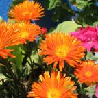 Collecion de cecilia