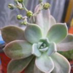 Collecion de cecilia