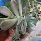 Collecion de cecilia