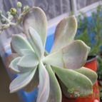 Collecion de cecilia