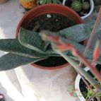 Collecion de cecilia