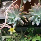 Collecion de cecilia