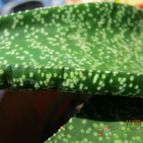 Collecion de cecilia