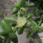 Collecion de cecilia