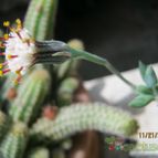 Collecion de cecilia