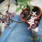 Collecion de cecilia