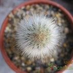Collecion de cecilia
