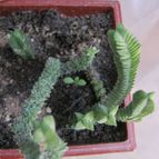 Collecion de cecilia