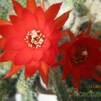 Collecion de cecilia