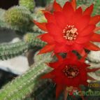 Collecion de cecilia