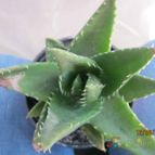 Collecion de cecilia