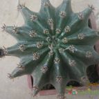 Collecion de cecilia