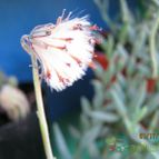 Collecion de cecilia