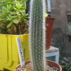 Collecion de cecilia