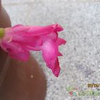 Collecion de cecilia