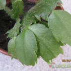 Collecion de cecilia