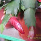 Collecion de cecilia