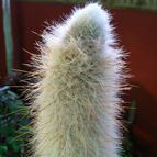 Collecion de cegene