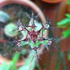 Collecion de cegene
