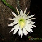 Collecion de celiasl