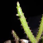 Collecion de celina