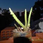 Collecion de celina