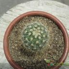 Collecion de cesar17