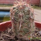 Collecion de cesarschuster