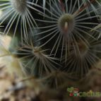 Collecion de cesarschuster