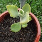 Collecion de cesarschuster