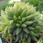 Collecion de cesarschuster